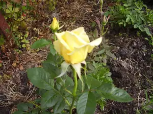 Maariee — 6. července 2012