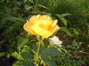 Maariee — 6. července 2012