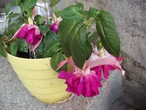 Fuchsie
