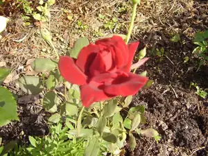 sametova ružička