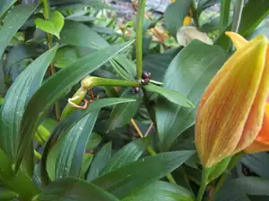 miminka lilii 🙂 pacibulky