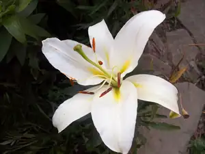 Cocossa