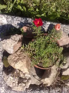 a červené