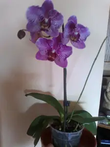 a orchiej....z té mám největší radost