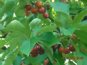 třešeň v květu zmrzla,ale to co zůstalo,stálo za to...