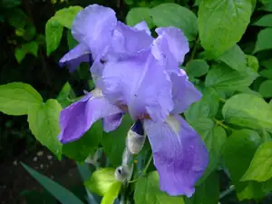 je to radost