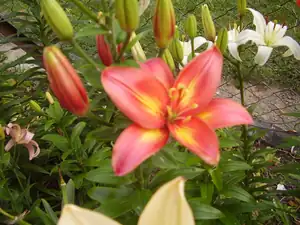 Linda