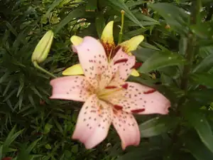Pink Giant