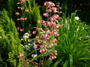 iris66 — 9. června 2010