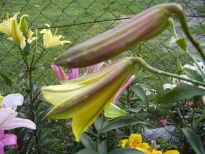 Flavia