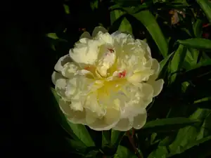 iris66 — 9. června 2010