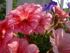 iris66 — 9. června 2010