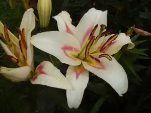 Maariee — 12. července 2012