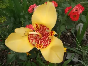 iris66 — 12. července 2012