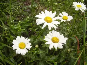 Kopretinky
