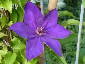 clematis-zatím má jen dva květy...