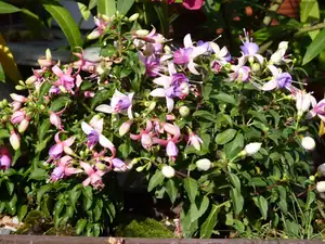 fuchsie...