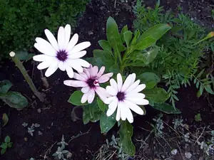 osteospermum,vypěstovala jsem ze semínek