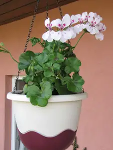 mhutu — 13. června 2010