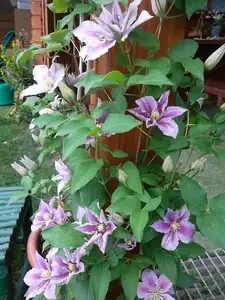 clematis
