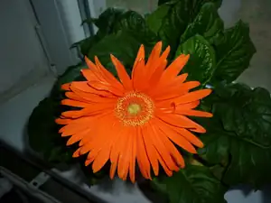 Gerbera