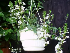 Bílá vějířovka