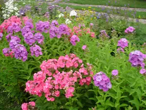 Phlox
