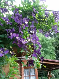 clematis pořád kvete