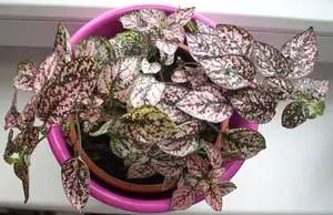 Hypoestes