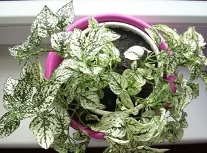 Hypoestes