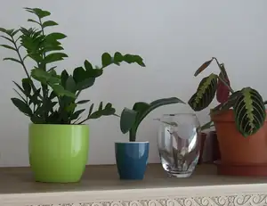 Zamie,Klívie,Maranta