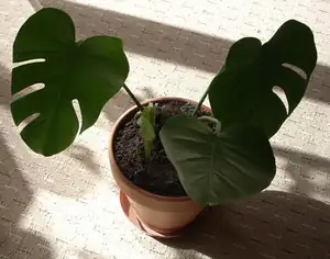 Monstera