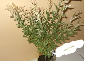 aranž 001.jpgvrba připravená pro dceru