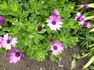 osteospermum...