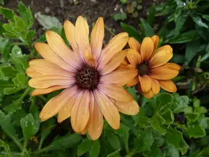 osteospermum...
