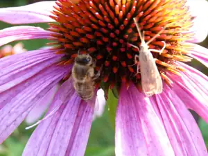 podělíme se,nebo se navzájem sežerem...?rudbeckia purpurea...
