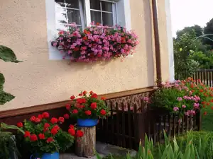muškatek — 19. července 2012