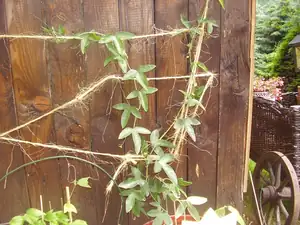 mucenka hasse