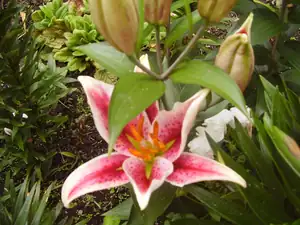 Stargazer