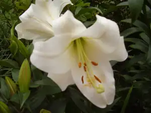 White Heaven