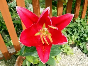 iris66 — 22. července 2012