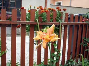 iris66 — 22. července 2012