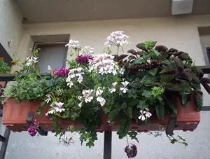 buliznik — 22. července 2012