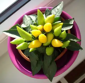 Capsicum annuum
