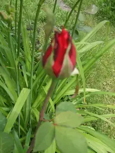 iris66 — 15. června 2010