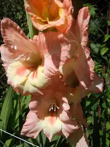 ludmila60 — 24. července 2012