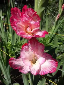 ludmila60 — 24. července 2012
