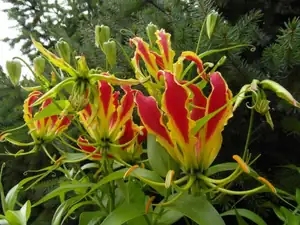 Glorioza