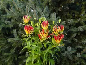 Glorioza