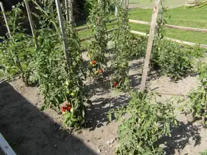 Rajčata zrají